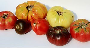 Heirloom cultivars exhibiting unusual shapes and colors that  are becoming increasingly popular
