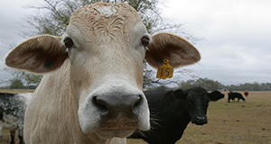 Beef cows in a field.