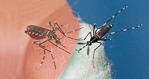 . Los mosquitos invasores Aedes aegypti (izquierda) y Aedes  albopictus (derecha)