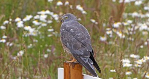 A hawk sitting on a post