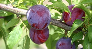 'Gulfruby’ fruit.