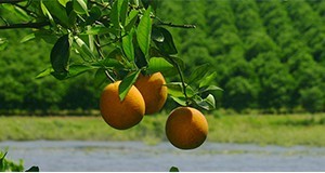 Oranges on the tree with orchard in background