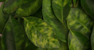 Citrus greening on leaves.