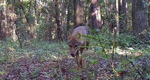 Coyote in a forest 