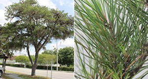 Sand Pine (Pinus clausa), tree (right) and close up of needles (left)