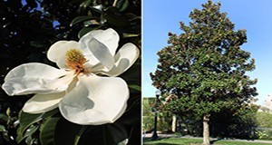 Southern Magnolia (Magnolia  grandiflora) flower (left) and tree (right)