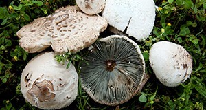 A collection of Chlorophyllum molybdites from the University of Florida campus in Gainesville showing characteristic features such as the scaly white cap and the greenish gills (underside of the cap).