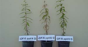 Oxygen fertilization saved bald cypress plants flooded by 8 PPT sodium chloride for four days. Left plant: no oxygen fertilization, no salinity, growing well; middle plant: no oxygen fertilization, 8 PPT salinity stressed, died; right plant: oxygen fertilization, 8 PPT salinity stressed, growing well.
