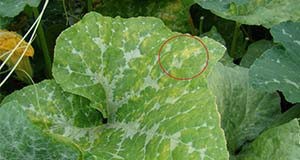 Early symptoms on squash characterized by chlorotic angular  lesions—circled in red.