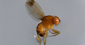 Male adult spotted wing drosophila