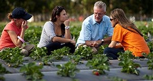 Drs. Clyde Fraisse (blue shirt) and Natalia Peres (orange shirt) speak with graduate students amongst rows of strawberries at the Gulf Coast Research and Education Center in Balm, Florida. UF/IFAS Photo by Tyler Jones. 