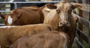 View of cattle crowded in an enclosure, one with an ear tag faces the camera over the backs of others. Credit: Tyler Jones, UF/IFAS