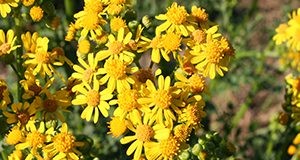 Butterweed flowers.