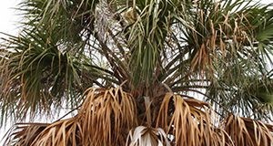 Discoloration of the lowest (older) leaves is an early symptom of TPPD in cabbage palm.