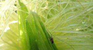 A gravid female cob fly moving rapidly among healthy,  undamaged silks during the oviposition process. Note dark brown  pattern on dorsal suface of abdomen