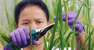 Porntip Tinjuangjun, a postdoctoral plant pathology student from Thailand, collecting seeds from transgenic rice at the University of Florida's Institute of Food and Agricultural Sciences in Gainesville.