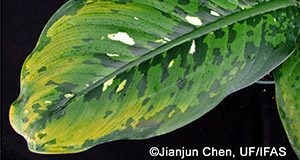 Dieffenbachia ‘Octopus’ showing leaf yellowing from chilling injury.