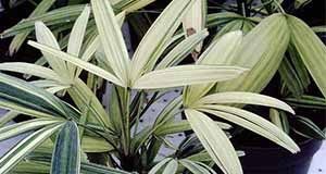 Variegated lady palm.