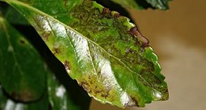 Typical bronzing of the upper leaf surface of Viburnum odoratissimum ‘Awabuki’ as a result of downy mildew