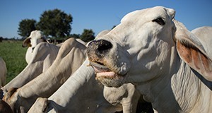 Beef cattle feeding in pasture.