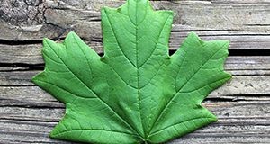 Florida Maple leaf