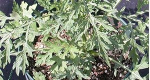 Ragweed parthenium growing in a pot. Note the upright growth habit and the basal rosette leaves.