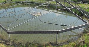   Bird netting in place on a frame over a production pond.