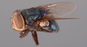  Adult screwworm, Cochliomyia hominivorax (Coquerel). Note the dark stripes across the backline (thorax) of the fly behind the head.