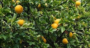 lemons on the tree at the UF/IFAS Mid-Florida Research and Education Center
