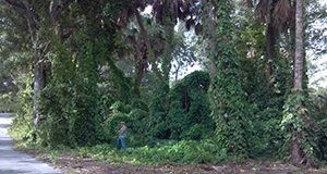 Infestación de batata aérea en Parque Snyder en Fort Lauderdale. Este fue uno de los primeros lugares de liberación de Lilioceris cheni.