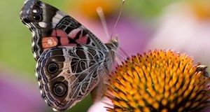 Butterfly on a coneflower. UF/IFAS Photo by Tyler Jones.
