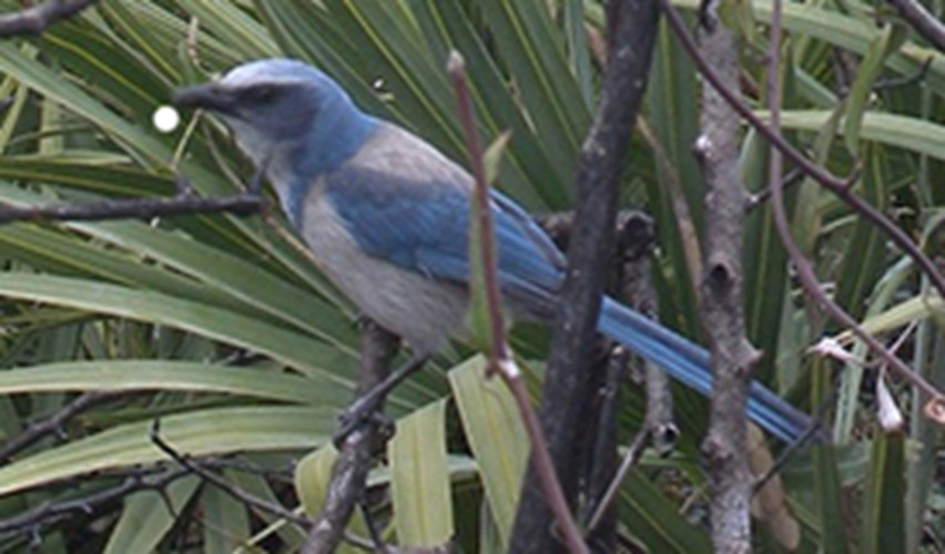 Florida scrub jay (Aphelocoma coerulescens).