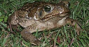 Cane toad (Rhinella marina, formerly Bufo marinus).
