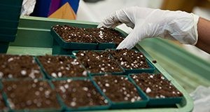 A gloved hand placing soil in containers. UF/IFAS Photo by Tyler Jones.