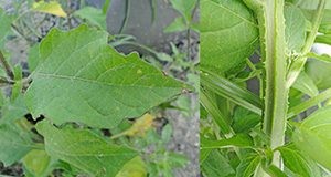 American black nightshade leaf (left) and stem (right).