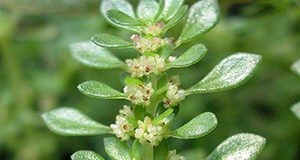 Artillery weed in flower