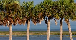 Cabbage palms and birds on Lake Okeechobee. UF/IFAS Photo by Tyler Jones.