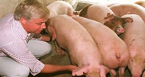 A man crouching next to pigs