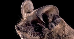 Brazilian free-tailed bat (Tadarida brasiliensis).