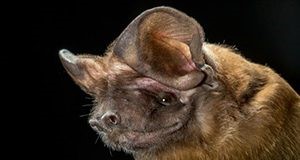Florida bonneted bat (Eumops floridanus).