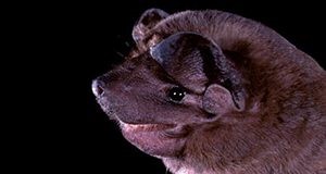 Velvety free-tailed bat (Molossus molossus).