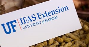 UF/IFAS Extension sign sitting on peanuts. Photo Credits:  UF/IFAS Photo by Amy Stuart