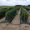 Plantas de tomate en el campo del Centro de Investigación y Educación (UF/IFAS) en Citra, Florida, sujetos a diferentes regímenes de riego y fertilización