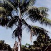 Mature kentia palm in the landscape.