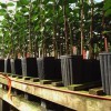 Replacement trees in a nursery