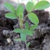 Fine hairs cover the leaves of the hairy indigo.