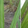 Leaves showing contrasting shades of green characteristic of sugarcane mosaic. 