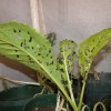  A young mustard plant being eaten by YMLB adults and larvae.