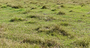 Closely grazed bahiagrass pasture with patches of brunswickgrass in late September in Levy County, FL.