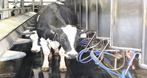 Dairy cow in milking parlor.